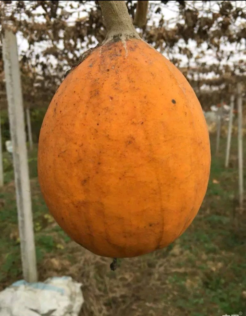 现有大量9号瓜蒌子出售