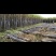 黑皮甘蔗