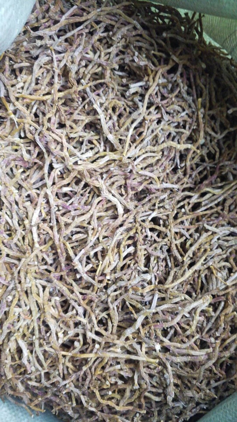铁皮石斛