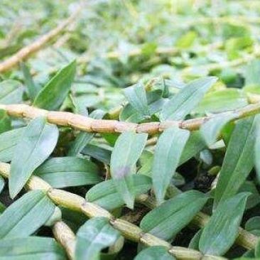 铁皮石斛