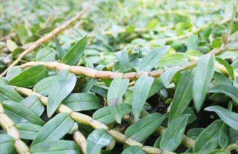 铁皮石斛