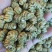 铁皮石斛