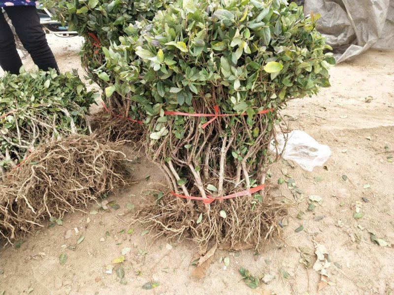 四季金银花苗根系发达成活率高品种优良南北种植包