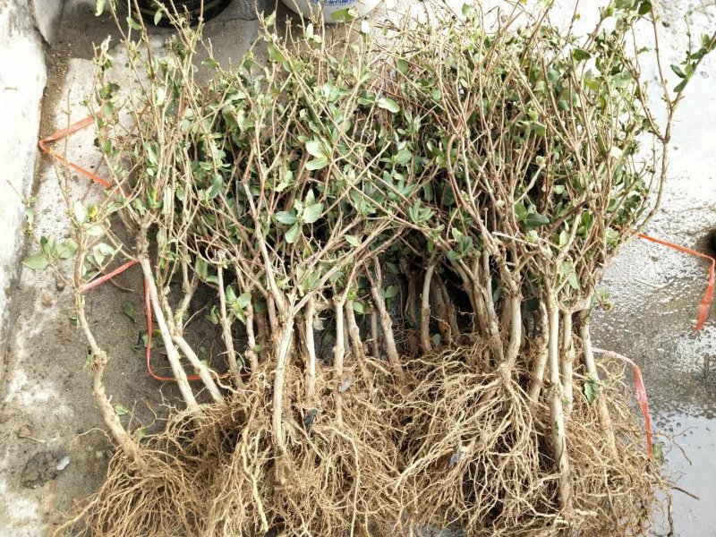四季金银花苗根系发达成活率高品种优良南北种植包