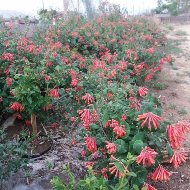 四季金银花苗根系发达成活率高品种优良南北种植包