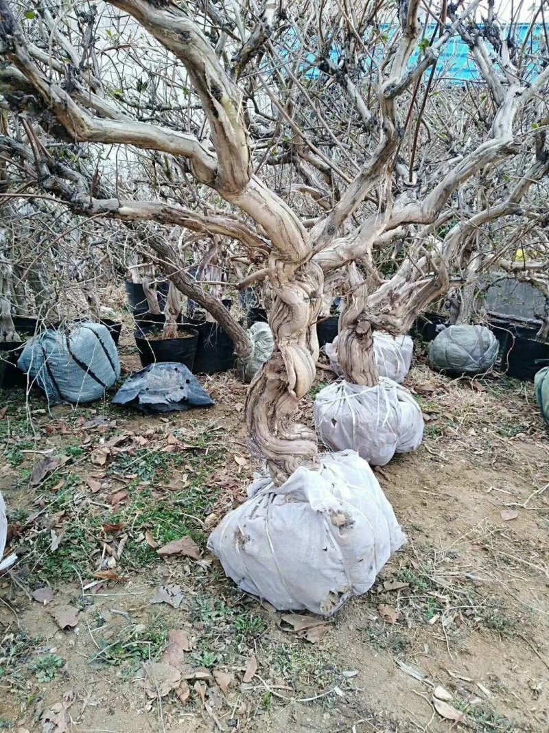 四季金银花苗根系发达成活率高品种优良南北种植包