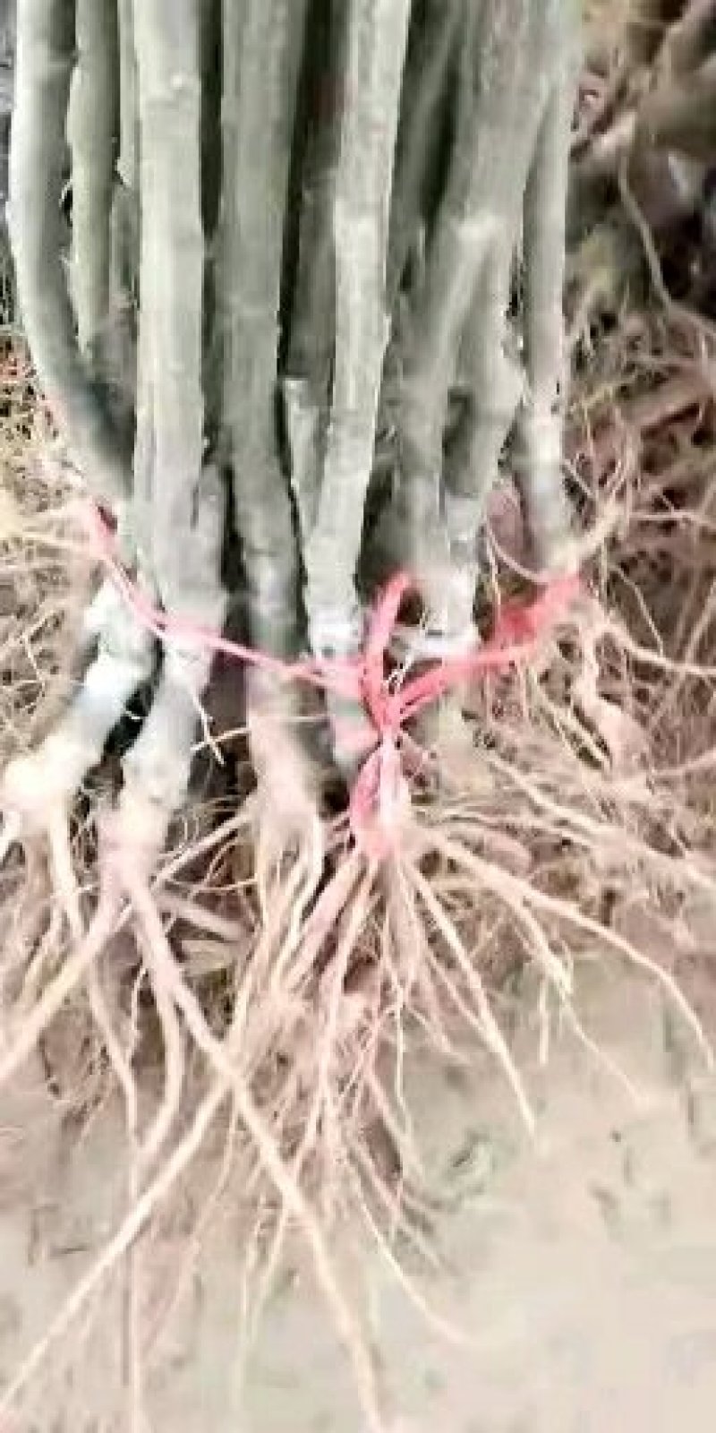 大红袍板栗苗高产板栗基地嫁接直发一手货源两证一签