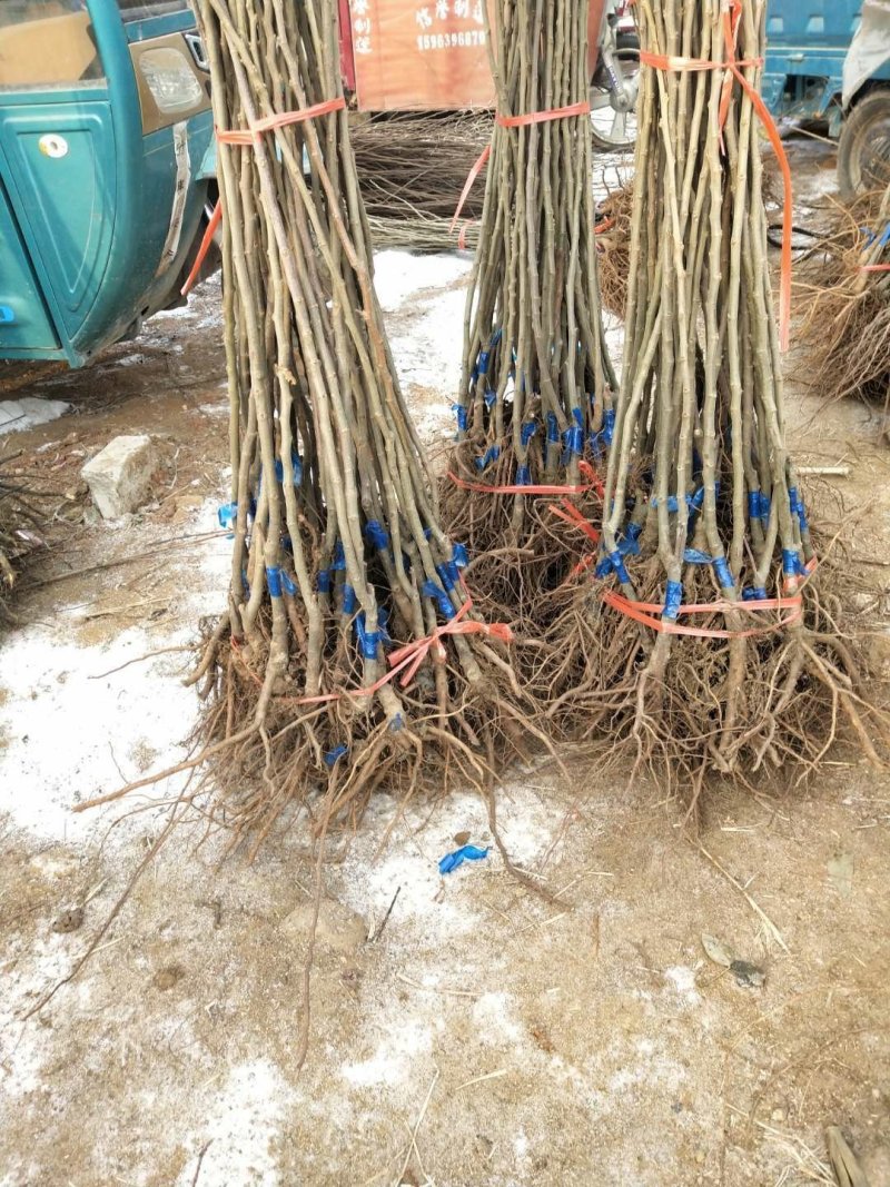 大红袍板栗苗高产板栗基地嫁接直发一手货源两证一签