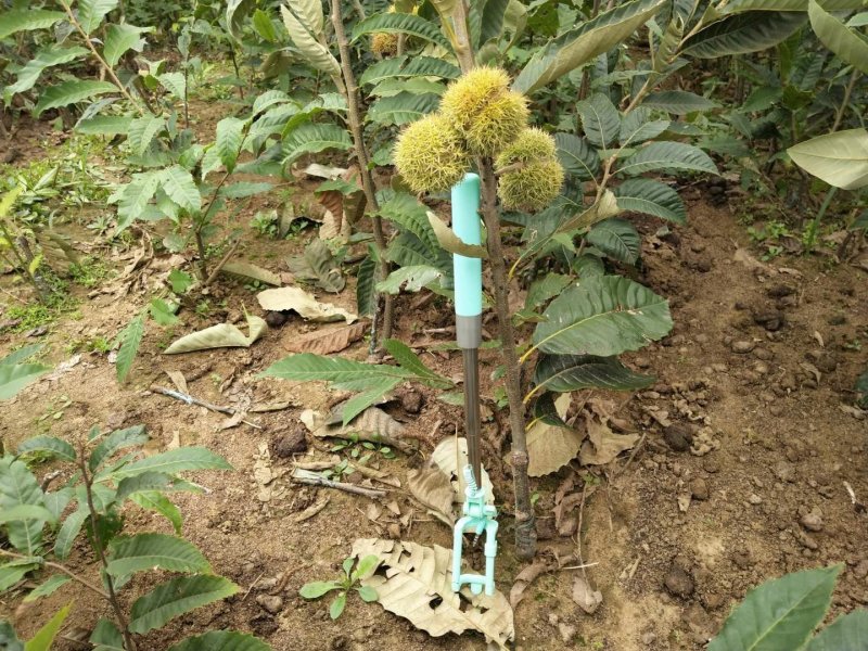 大红袍板栗苗高产板栗基地嫁接直发一手货源两证一签