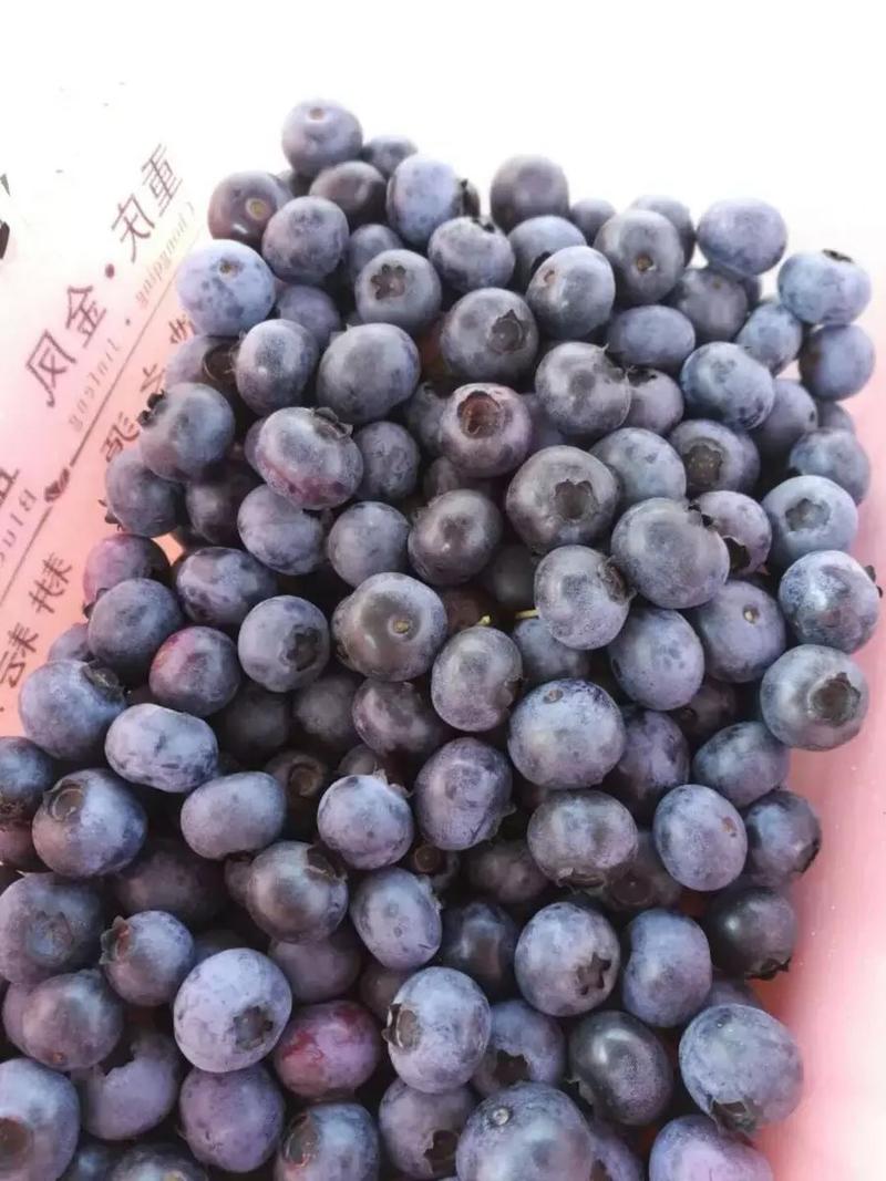 智利蓝莓12盒装