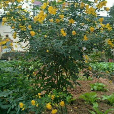 黄花槐