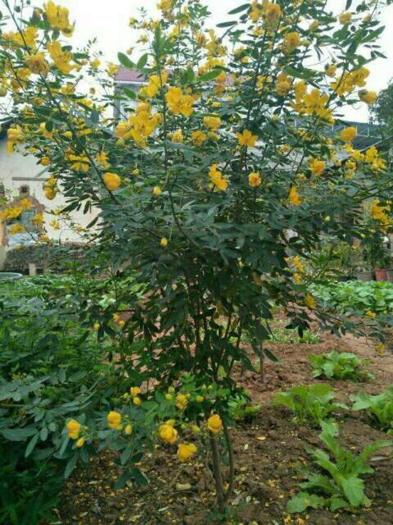 黄花槐