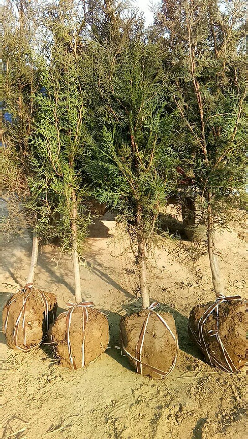 土球侧柏苗，罗根侧柏，杯苗侧柏，营养袋侧柏。