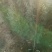 土球侧柏苗，罗根侧柏，杯苗侧柏，营养袋侧柏。