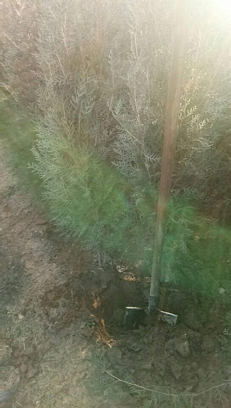 土球侧柏苗，罗根侧柏，杯苗侧柏，营养袋侧柏。