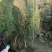 土球侧柏苗，罗根侧柏，杯苗侧柏，营养袋侧柏。