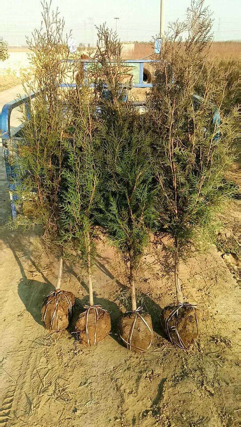 土球侧柏苗，罗根侧柏，杯苗侧柏，营养袋侧柏。