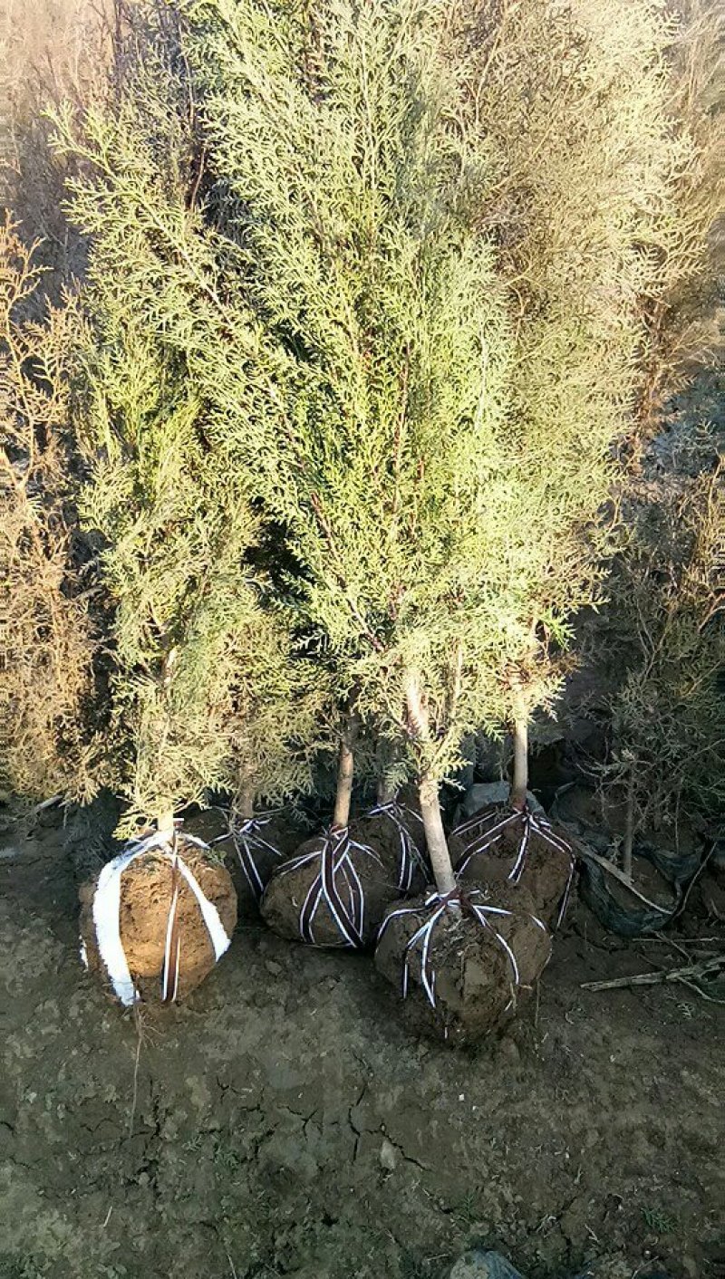 土球侧柏苗，罗根侧柏，杯苗侧柏，营养袋侧柏。
