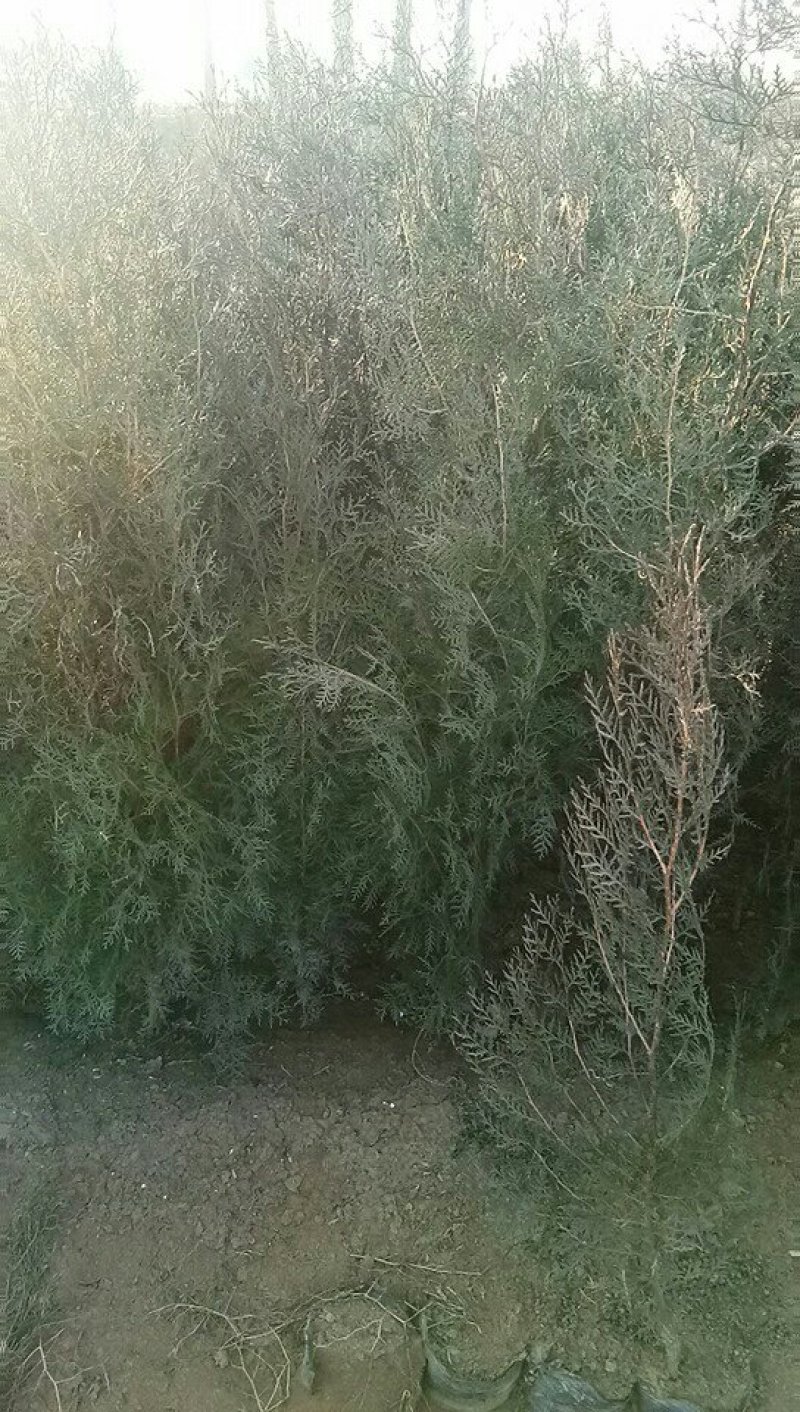 土球侧柏苗，罗根侧柏，杯苗侧柏，营养袋侧柏。