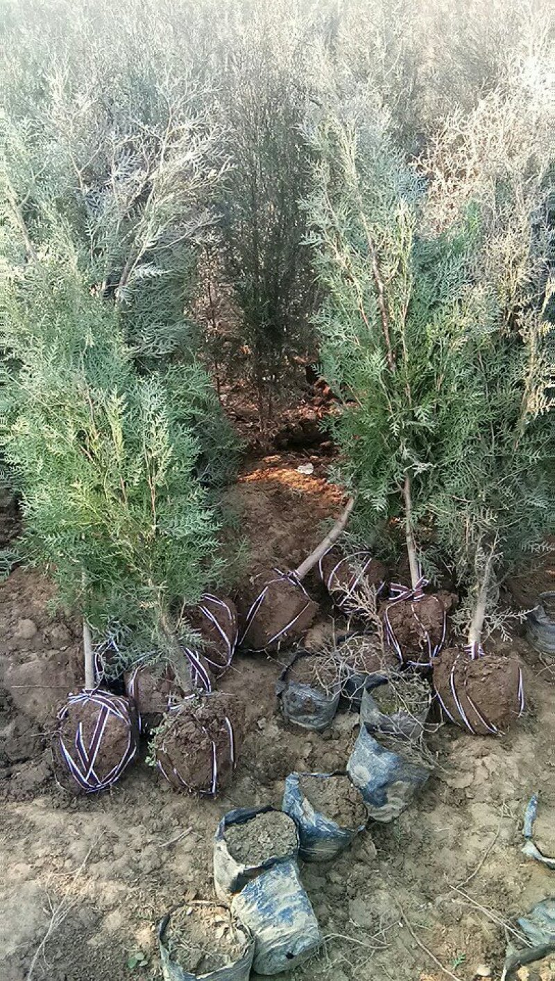 土球侧柏苗，罗根侧柏，杯苗侧柏，营养袋侧柏。