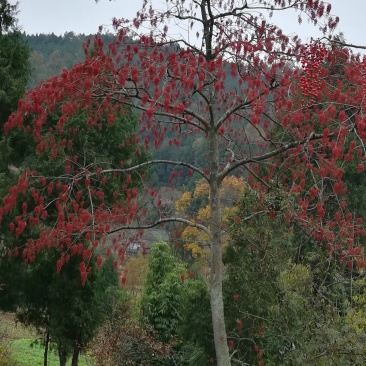 🌲山桐树，树上油库，产量大，价值高，欢迎考察选购