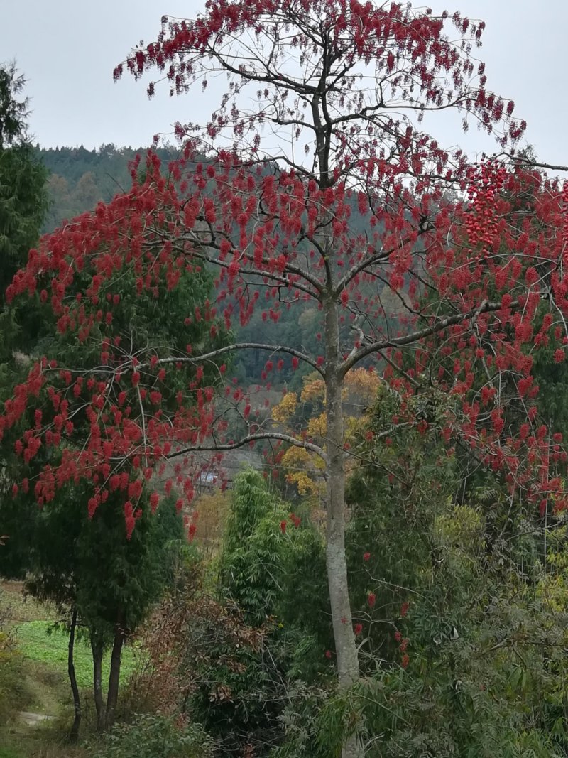 🌲山桐树，树上油库，产量大，价值高，欢迎考察选购