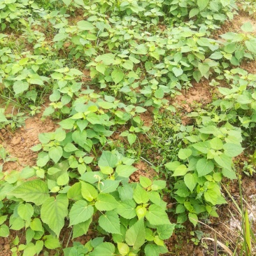 直销山桐幼苗易种，存活率高，量大从优，基地直发。