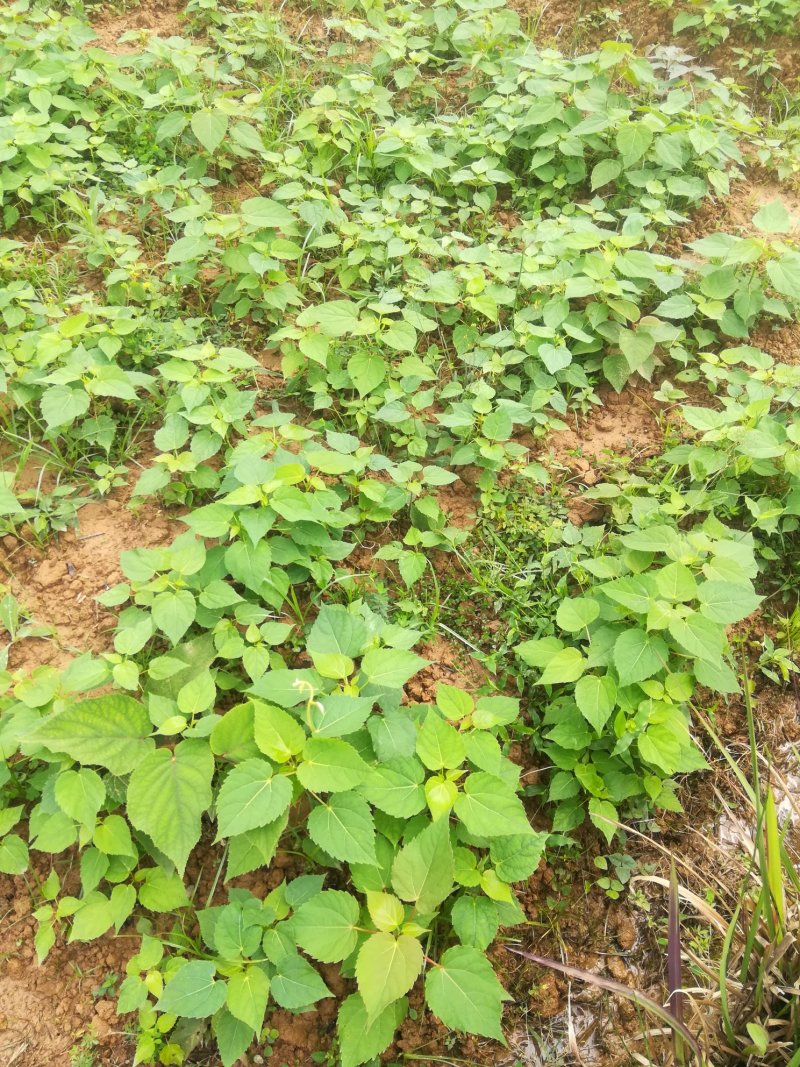 直销山桐幼苗易种，存活率高，量大从优，基地直发。