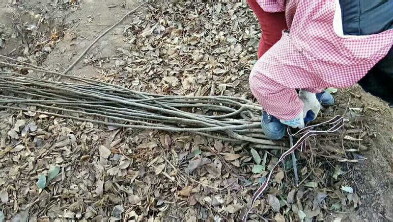 梨树核桃树出圃