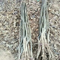 梨树核桃树出圃