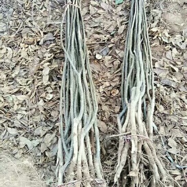 梨树核桃树出圃