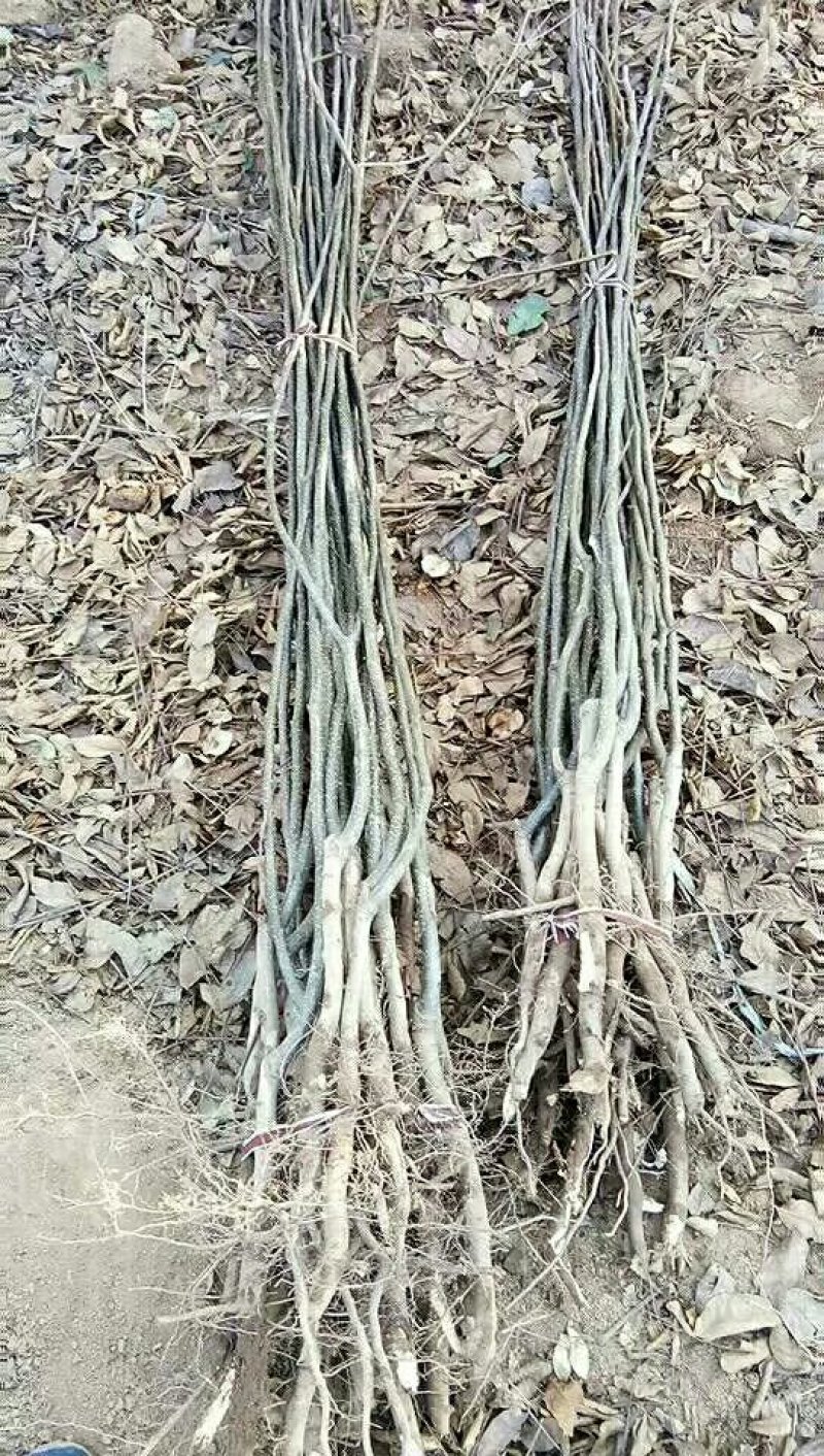 梨树核桃树出圃