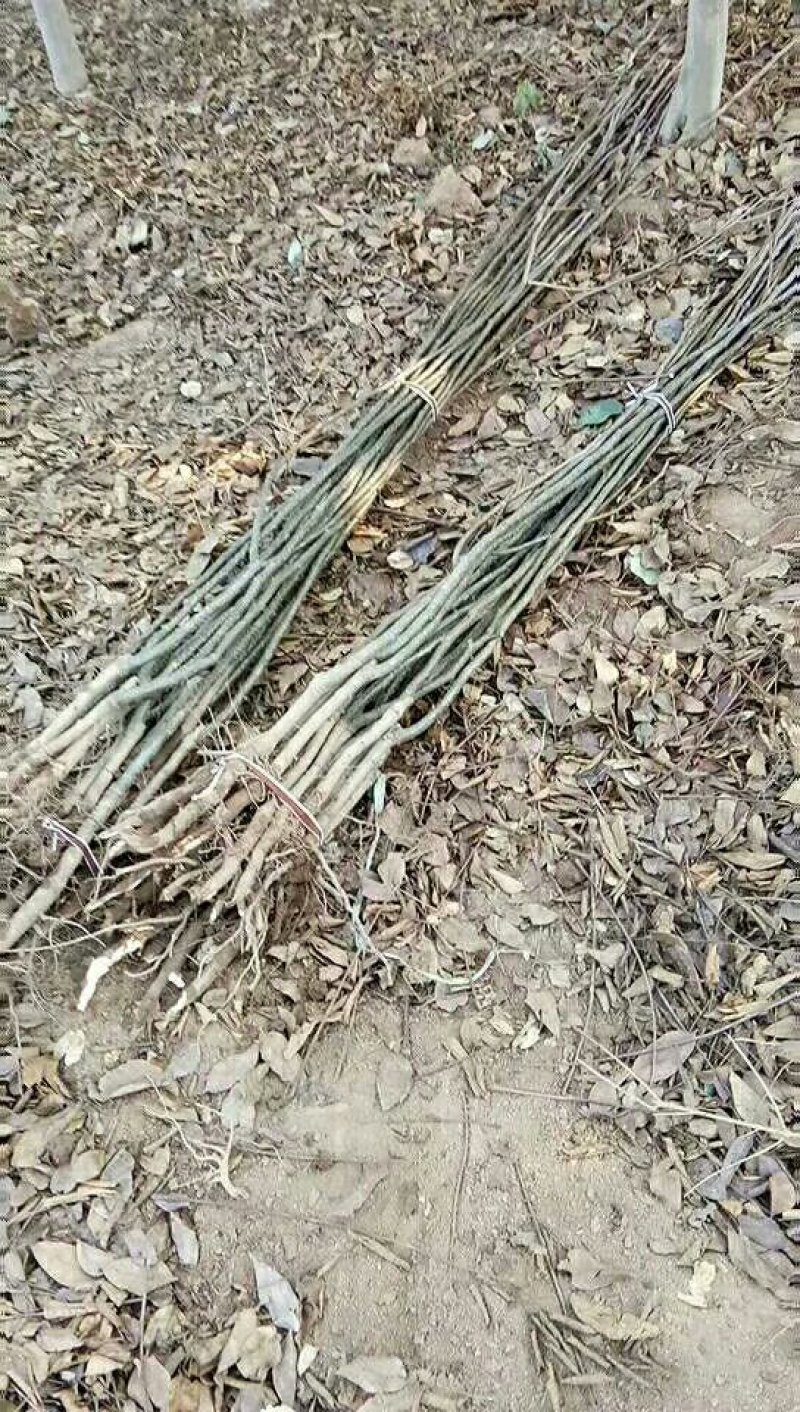 梨树核桃树出圃