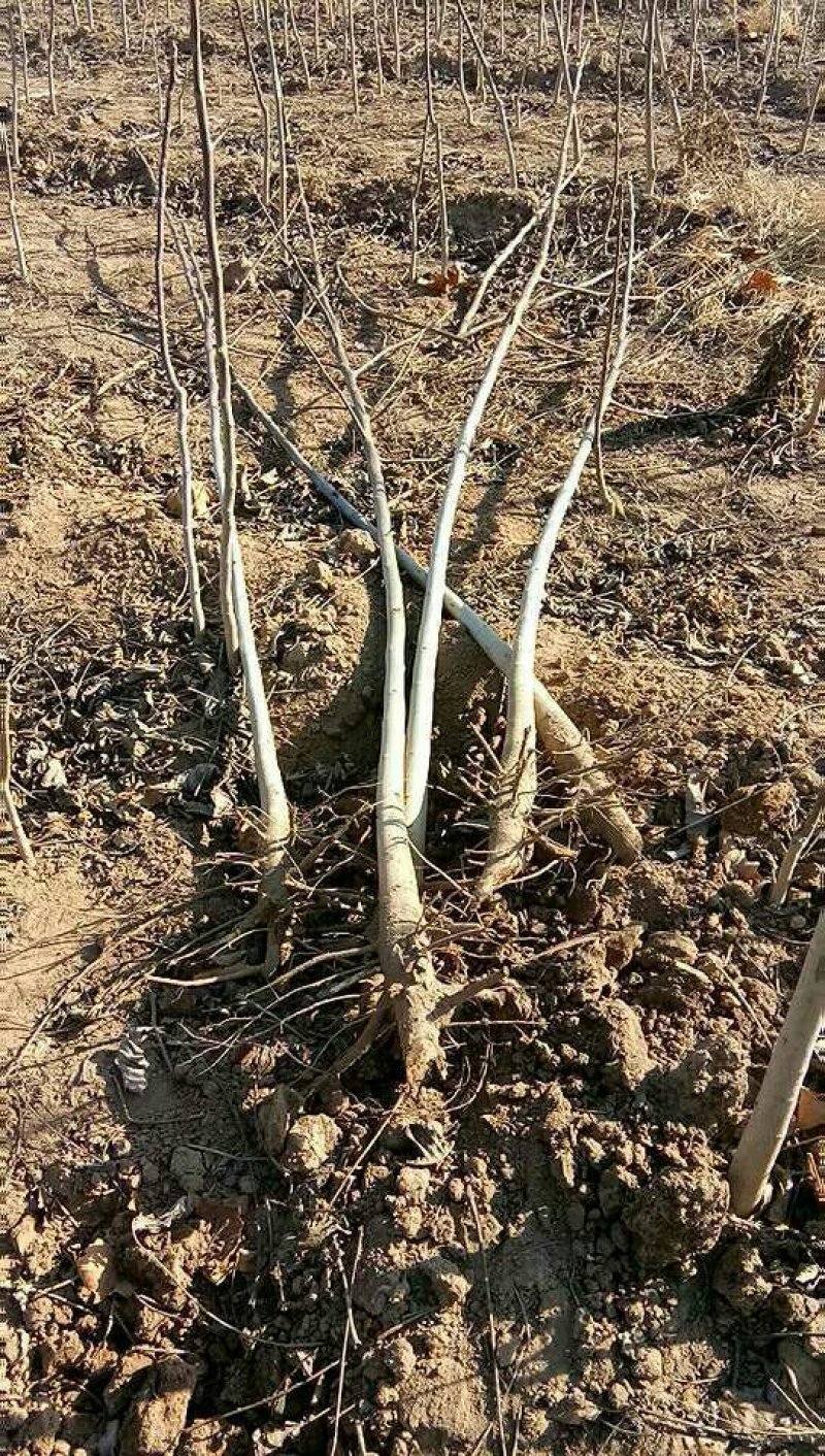 梨树核桃树出圃