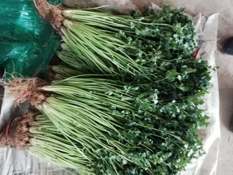 精品香菜