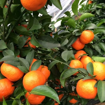 大量上市了正宗荔浦沙糖桔，夏橙