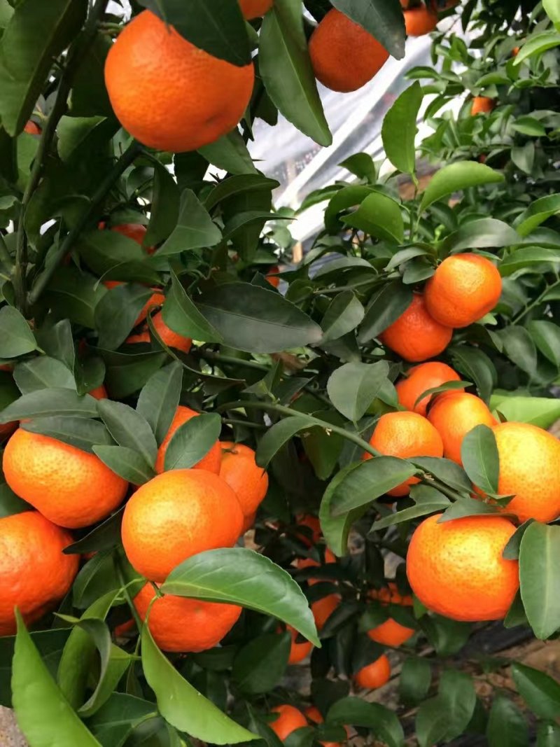 大量上市了正宗荔浦沙糖桔，夏橙