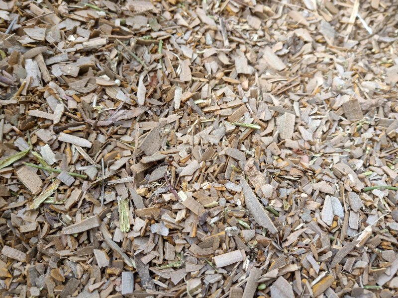 鬼箭羽陕西野生高含量全干货产地直销
