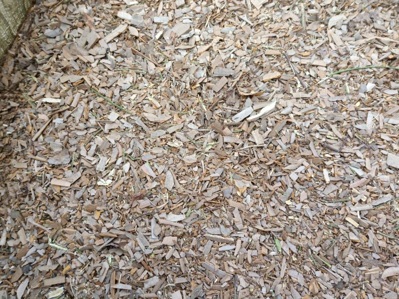 鬼箭羽陕西野生高含量全干货产地直销