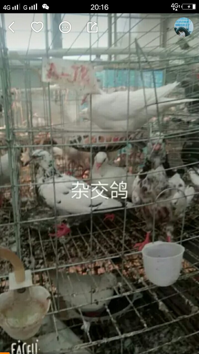 长期出售种鸽，乳鸽，大量收购乳鸽淘汰老鸽