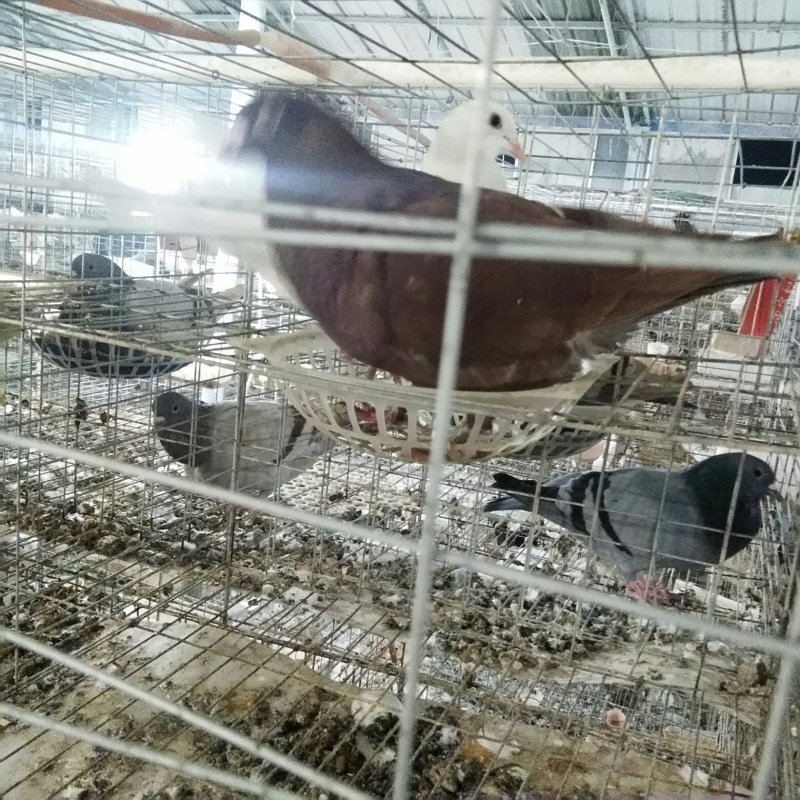 长期出售种鸽，乳鸽，大量收购乳鸽淘汰老鸽