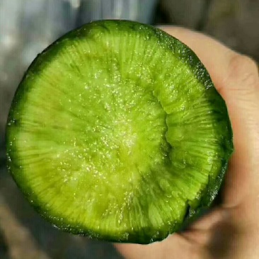 潍坊青萝卜，潍坊水果萝卜，大量出售！价格便宜，