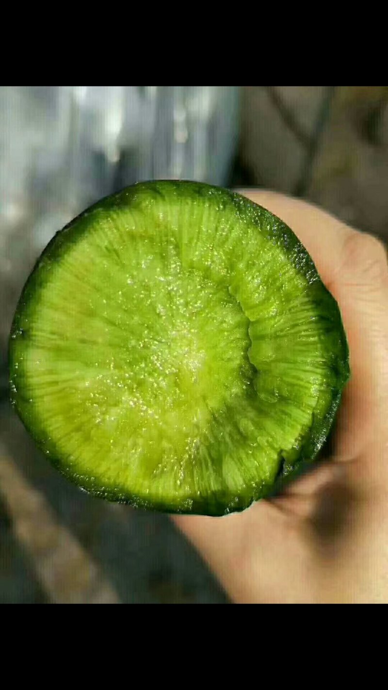 潍坊青萝卜，潍坊水果萝卜，大量出售！价格便宜，
