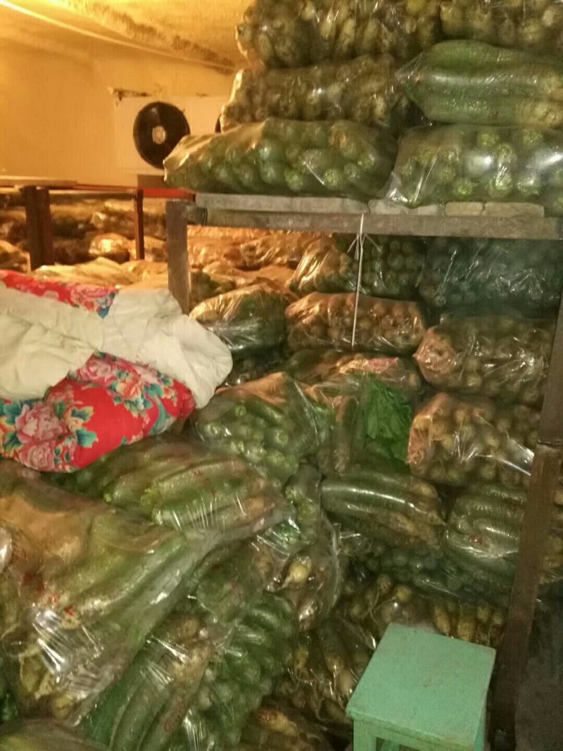 潍坊青萝卜，潍坊水果萝卜，大量出售！价格便宜，