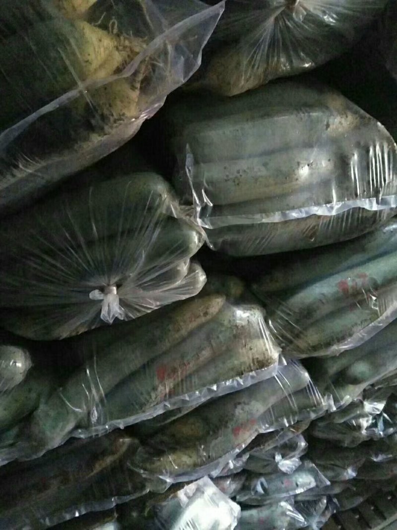 潍坊青萝卜，潍坊水果萝卜，大量出售！价格便宜，