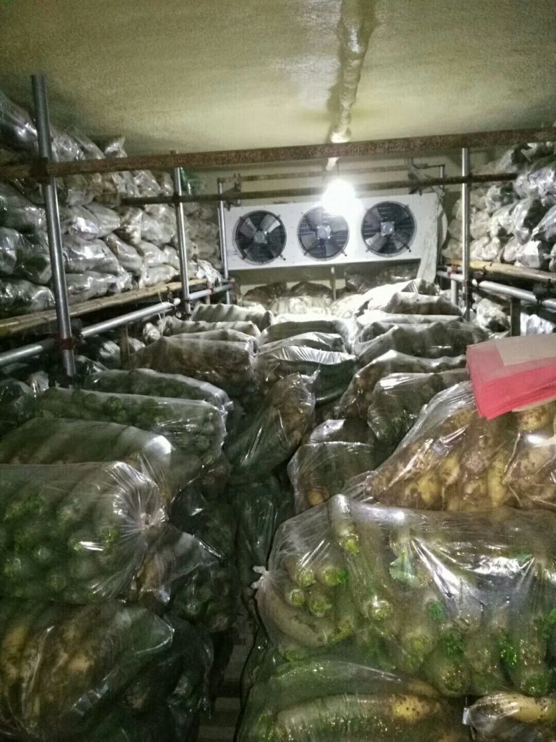 潍坊青萝卜，潍坊水果萝卜，大量出售！价格便宜，