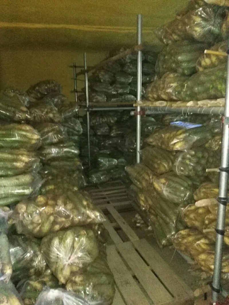 潍坊青萝卜，潍坊水果萝卜，大量出售！价格便宜，