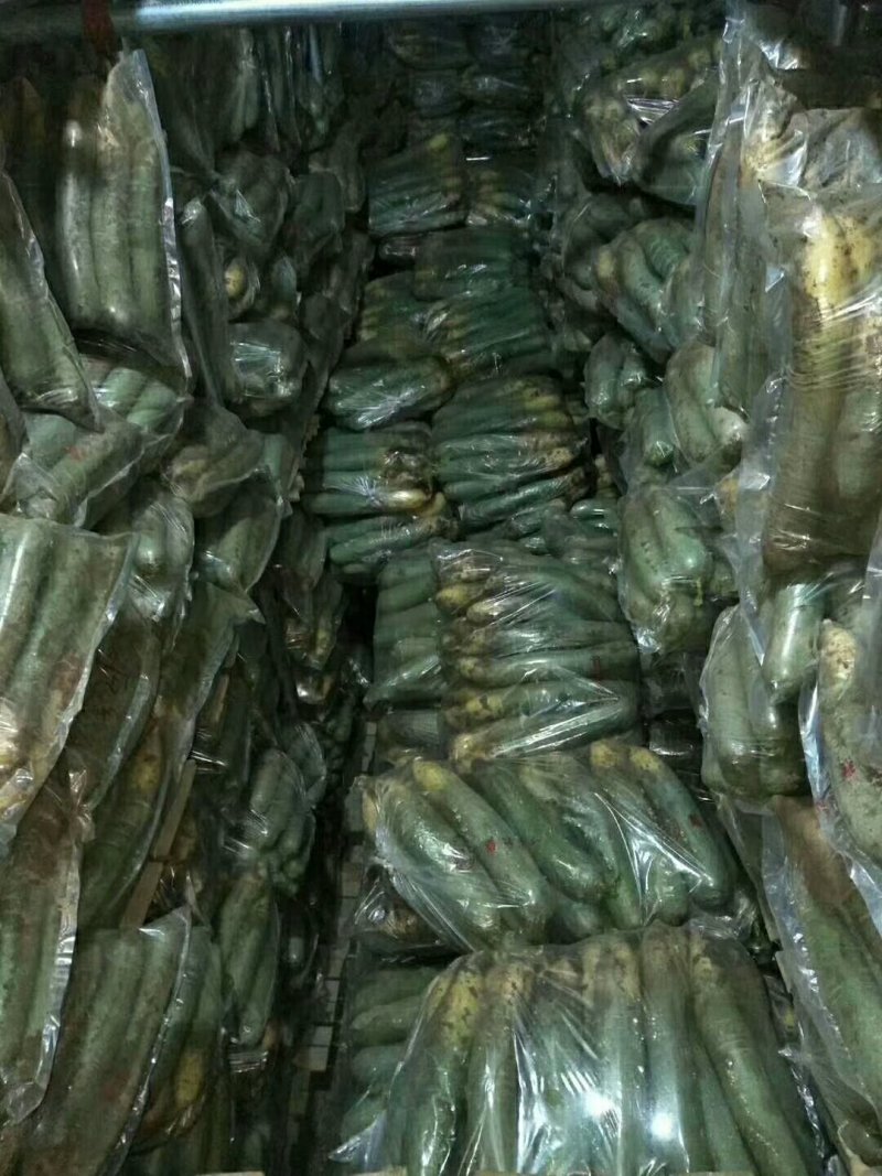 潍坊青萝卜，潍坊水果萝卜，大量出售！价格便宜，