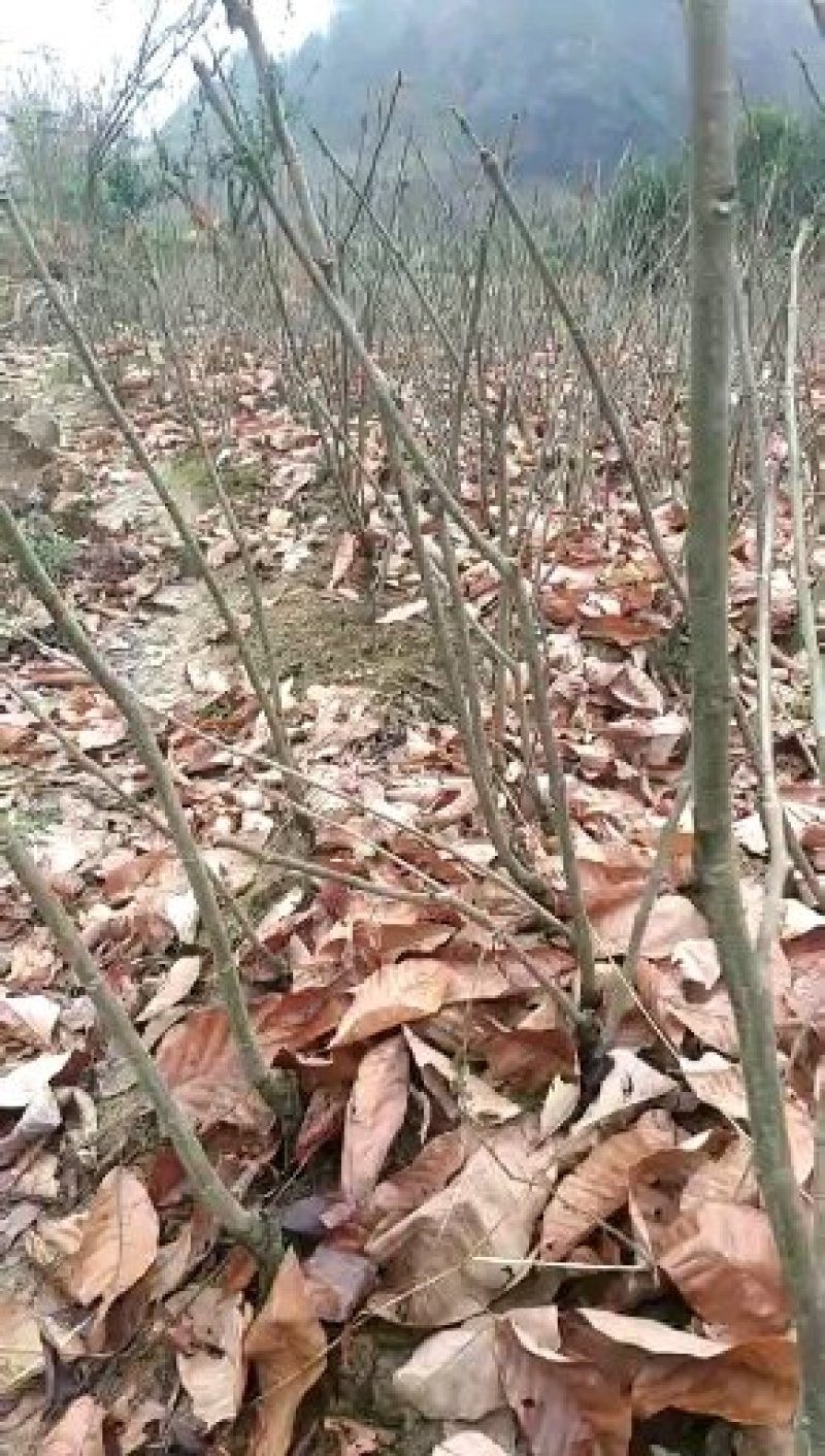 板栗苗，杂交板栗，大红袍，实生苗。