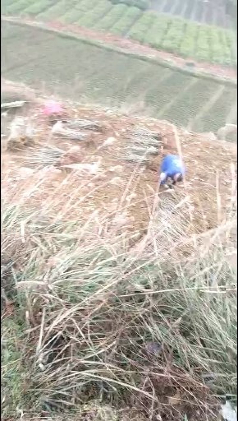 板栗苗，杂交板栗，大红袍，实生苗。